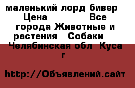 маленький лорд бивер › Цена ­ 10 000 - Все города Животные и растения » Собаки   . Челябинская обл.,Куса г.